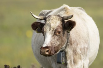 Cattle or Cow (Bos taurus) adult farm animal standing in a grass field, England, United Kingdom