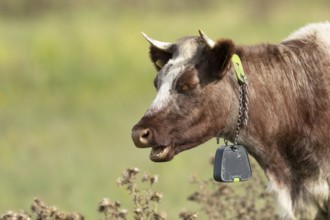 Cattle or Cow (Bos taurus) adult farm animal yawning in a grass field, England, United Kingdom