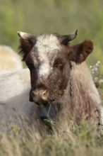 Cattle or Cow (Bos taurus) adult farm animal sleeping in a grass field, England, United Kingdom