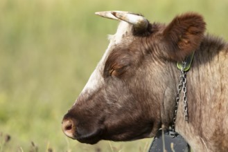 Cattle or Cow (Bos taurus) adult farm animal sleeping in a grass field, England, United Kingdom