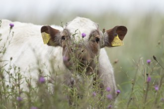 Cattle or Cow (Bos taurus) adult farm animal amongst summer wild flowers in a grass field, England,