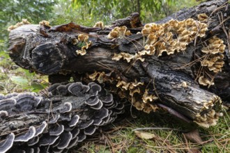 Butterfly Trametes (Trametes versicolor) and oak layer fungus (Stereum gausapatum), Emsland, Lower