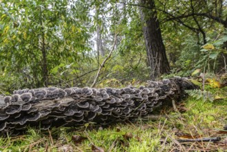 Butterfly Trametes (Trametes versicolor), Emsland, Lower Saxony, Germany