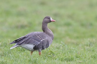 White-fronted goose (Anser albifrons), standing in a meadow in the wintering area, wildlife,
