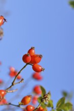 Ripe rosehip fruit of the dog rose (Rosa canina) on a branch, in front of a blue sky, Wilnsdorf,