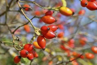 Ripe rosehip fruit of the dog rose (Rosa canina) on a branch, close-up, Wilnsdorf, North