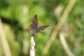 Butterfly blue butterfly, summer, Germany