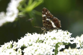 Butterfly Map Butterfly, Summer, Germany