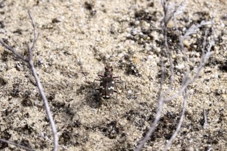 Dune sand beetle, summer, Lusatia, Saxony, Germany