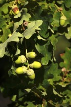 Acorns on an oak tree, late summer, Germany