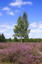 Heath landscape with birch and cloudy sky, summer, Germany