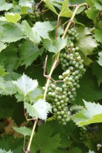 Grapes on the vine, summer, Germany