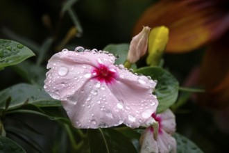 Flower with water droplets after rain in summer, Germany