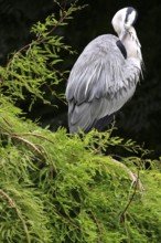 Grey heron on a tree, summer, Germany