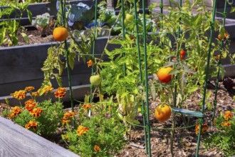 Lycopersicon esculentum - Tomato plants growing in raised wood frame garden bed in community
