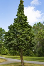 Acer platanoides 'Columnare' - Norway Maple tree in summer, Quebec, Canada