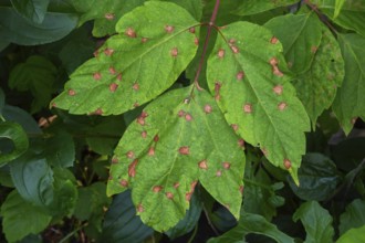 Close-up of Acer negundo tree leaves with fungal leaf spot disease in summer, Quebec, Canada