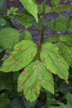 Close-up of Acer negundo tree leaves with fungal leaf spot disease in summer, Quebec, Canada