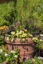 Yellow Petunia, Ipomoea batatas - Sweet Potato, Gomphrena globosa - Globe Amaranth growing in