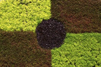 Close-up of green, maroon and red Alternanthera foliage ln live plants Gear sculpture in summer,