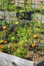 Lycopersicon esculentum - Tomato plants growing in raised wood frame garden bed in community
