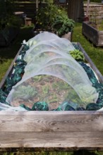 Mixed vegetable plants growing in tunnel cloche in raised wood frame garden bed in community