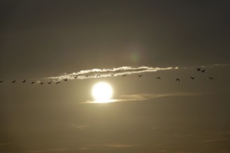 Bird migration, summer evening, Germany