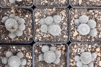 Small 'Rebutia Frabrisii' cactus plants in flower pots