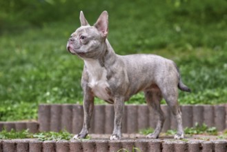 Young Lilac brindle French Bulldog dog with long healthy nose and tail