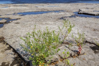 Apocynum cannabinum - Indian Hemp growing in dried out river bed due to lack of rainfall during hot