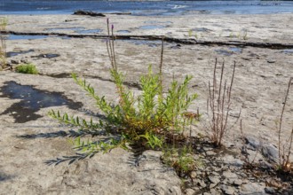 Lythrum salicaria - Purple Loosestrife growing in dried out river bed due to lack of rainfall