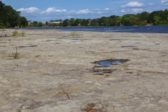 Puddle of water and mixed plants growing in dried out flat rock river bed due to lack of rainfall