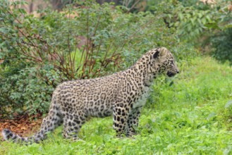 A Persian leopard cub (Panthera pardus saxicolor) stands at the edge of the forest and watches
