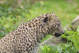 A Persian leopard cub (Panthera pardus saxicolor) sits at the edge of the forest and watches