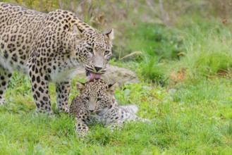 A Persian leopard mother (Panthera pardus saxicolor) licks her cub, which is lying in a meadow at