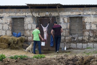Two men stand in front of an old building while a slaughtered sheep hangs on the wall and a dog