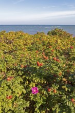 Potato rose (Rosa rugosa) on the shore of the Baltic Sea, Geltinger Birk nature reserve, Nieby,