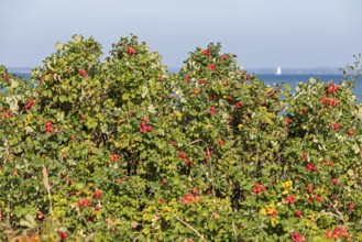 Potato rose (Rosa rugosa) on the shore of the Baltic Sea, Geltinger Birk nature reserve, Nieby,