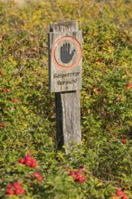 Potato rose (Rosa rugosa) on the Baltic Sea shore, closed sign, Geltinger Birk nature reserve,