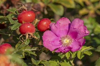 Potato rose (Rosa rugosa) on the Baltic Sea shore, rose hips, blossom, Geltinger Birk nature