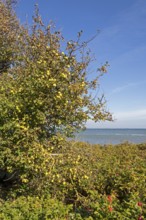 Wild apples (Malus sylvestris) and potato rose (Rosa rugosa) on the Baltic Sea shore, Geltinger