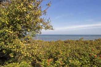 Wild apples (Malus sylvestris) and potato rose (Rosa rugosa) on the Baltic Sea shore, Geltinger