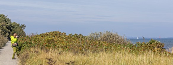 Woman photographing potato rose (Rosa rugosa) on the Baltic Sea shore, Geltinger Birk nature