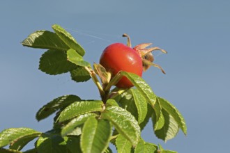 Potato rose (Rosa rugosa) on the Baltic Sea shore, rose hip, Geltinger Birk nature reserve, Nieby,