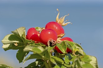 Potato rose (Rosa rugosa) on the Baltic Sea shore, rose hips, Geltinger Birk nature reserve, Nieby,
