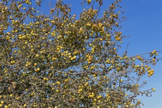 Wild apples (Malus sylvestris) on the Baltic Sea shore, Geltinger Birk nature reserve, Nieby,