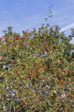 Rosehips on the Baltic Sea shore, Geltinger Birk nature reserve, Nieby, Schleswig-Holstein, Germany