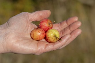 Wild apples (Malus sylvestris) in hand, Geltinger Birk nature reserve, Nieby, Schleswig-Holstein,