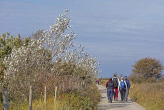 Silver poplar (Populus alba), drought, drought stress, white underside of leaves, walker, path,
