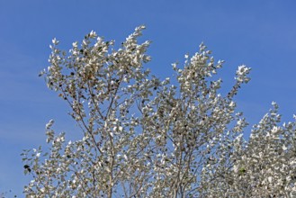 Silver poplar (Populus alba), drought, drought stress, white underside of leaves, Geltinger Birk